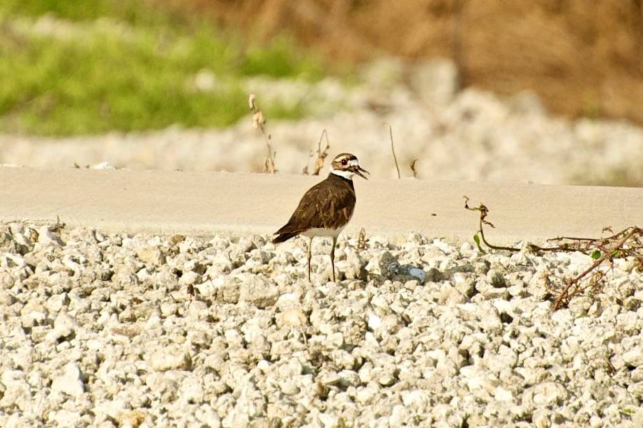 Killdeer by btrentler is licensed under CC BY 2.0.